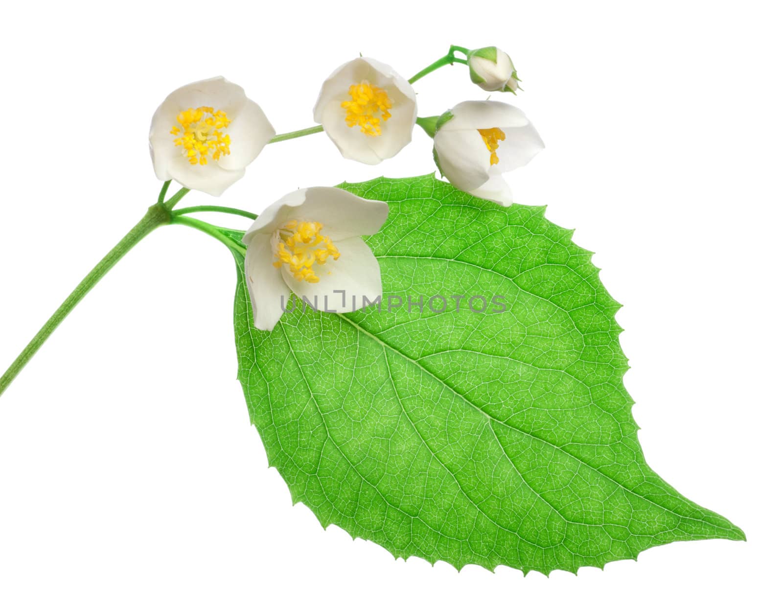 Jasmine flowers isolated on a white background