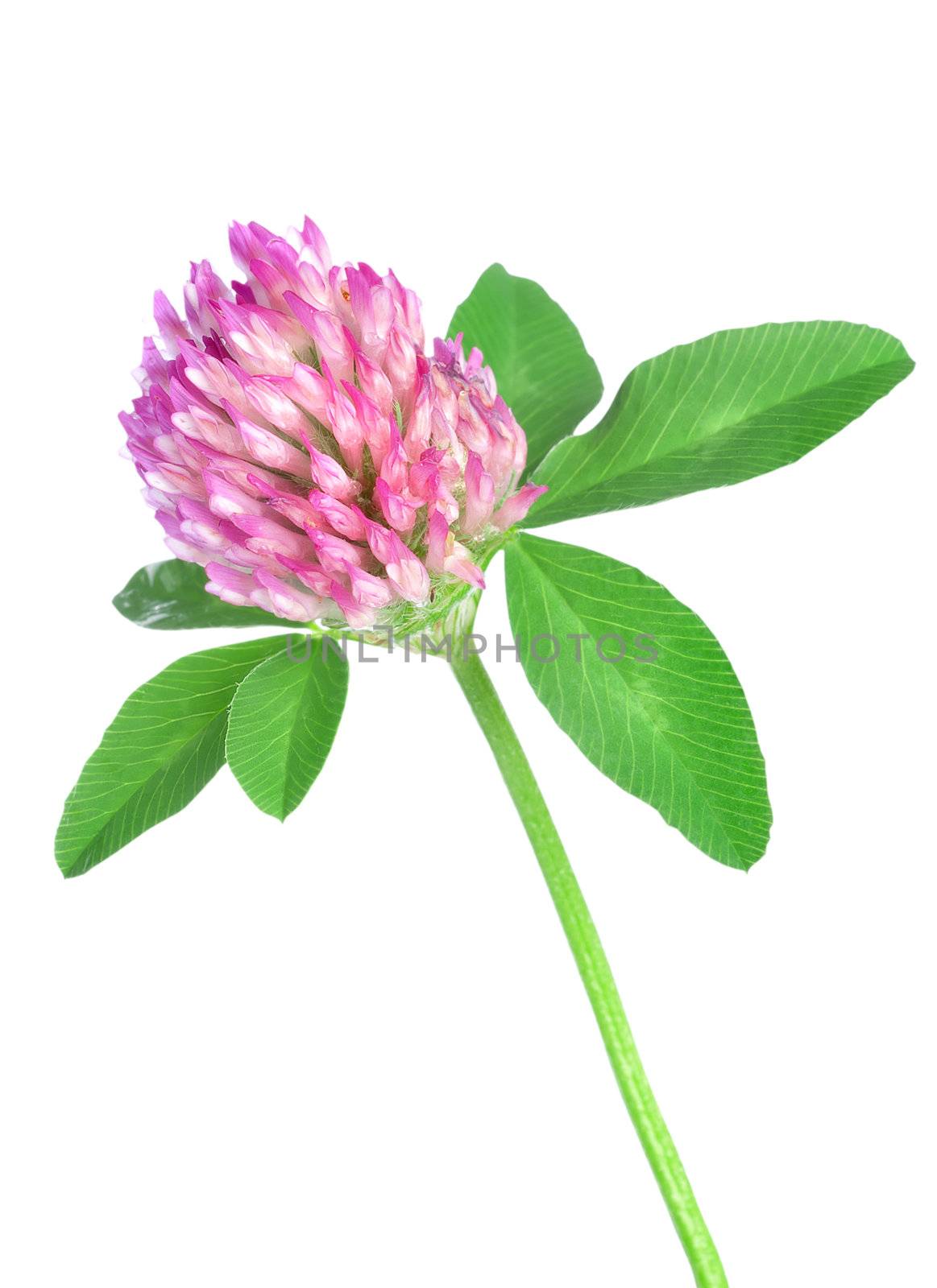 Red clover isolated on a white background