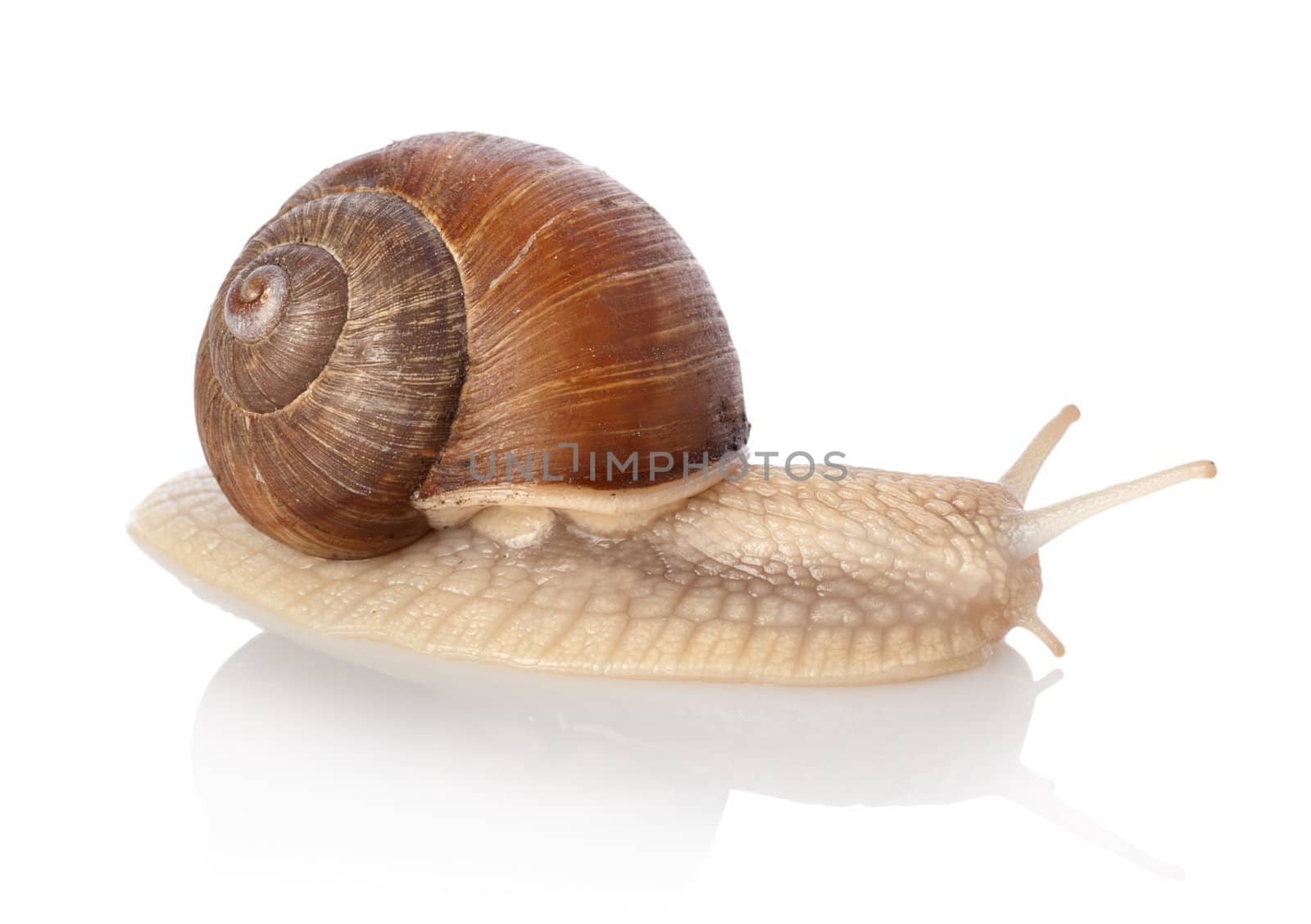 Crawling snail isolated on a white background