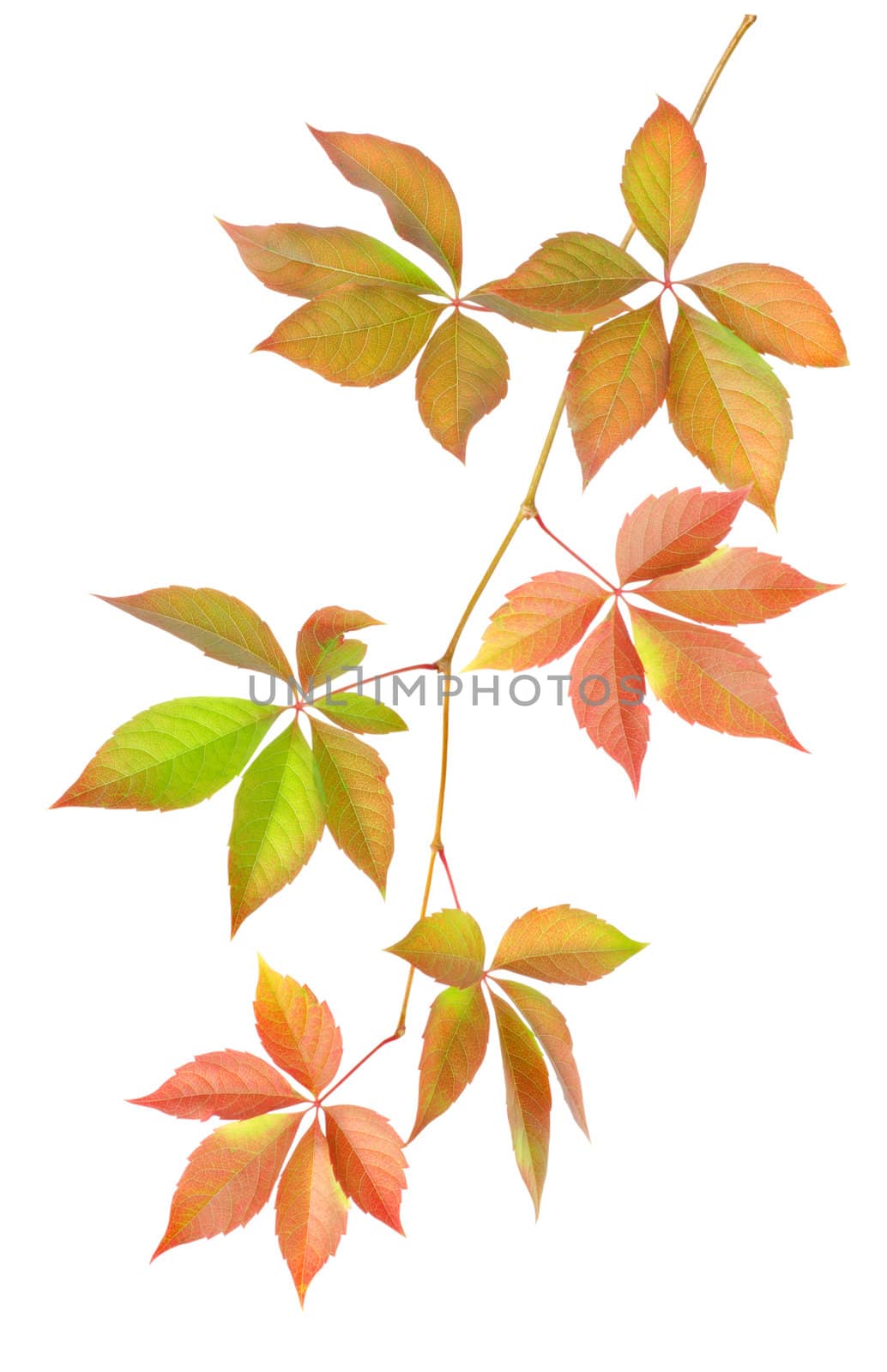 Branch with leaves isolated on white background