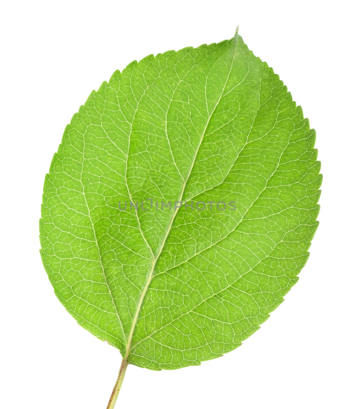 Young leaves isolated on a white background
