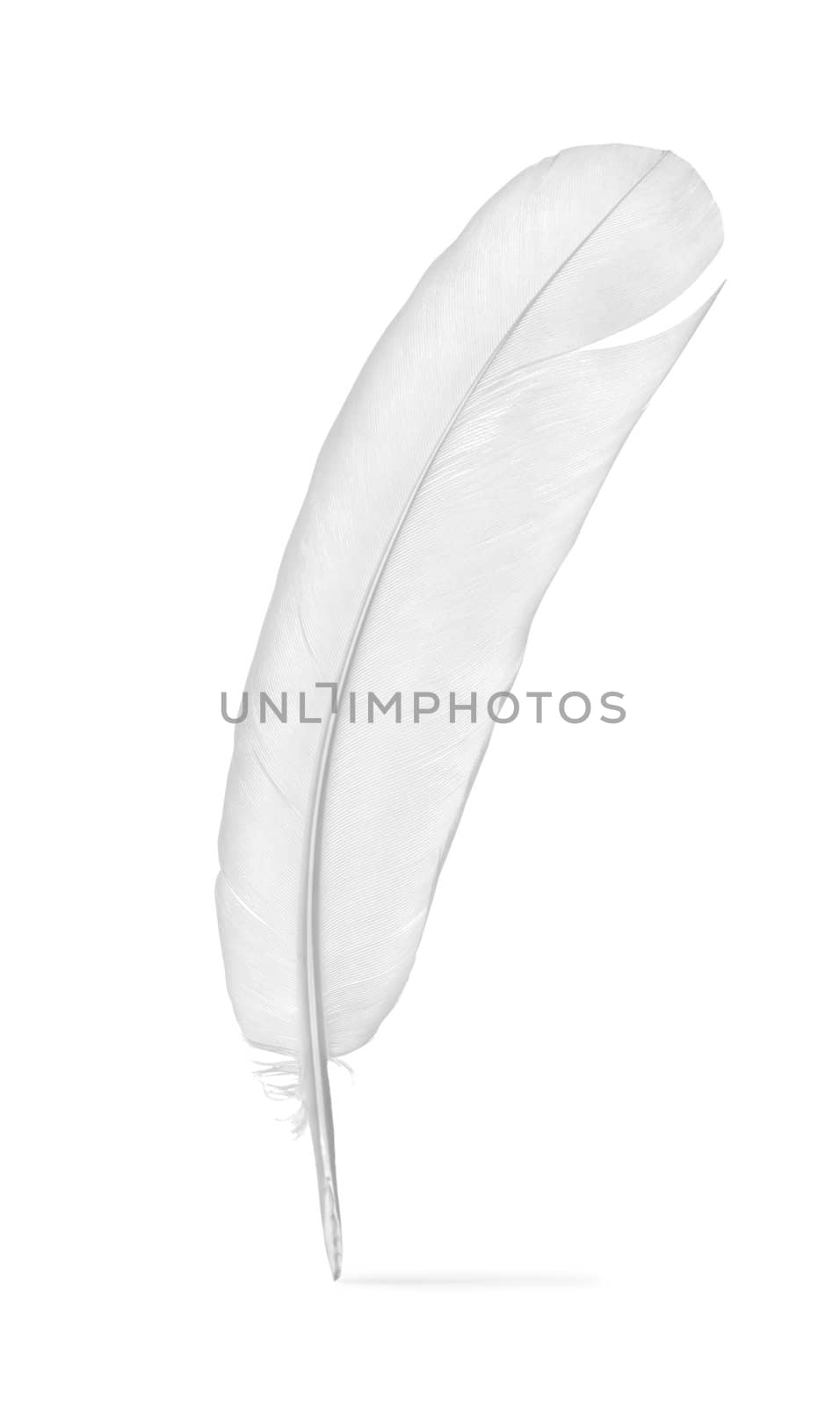 Feather of a pigeon by Givaga