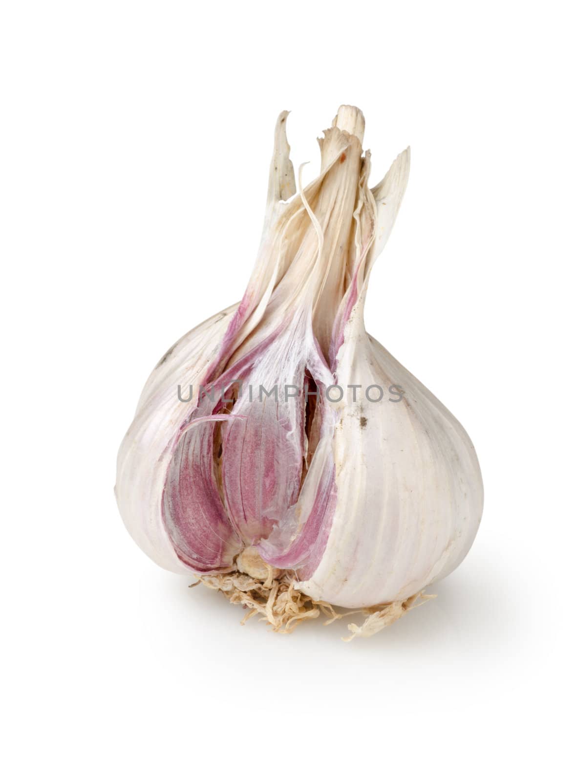 Garlic isolated on a white by Givaga