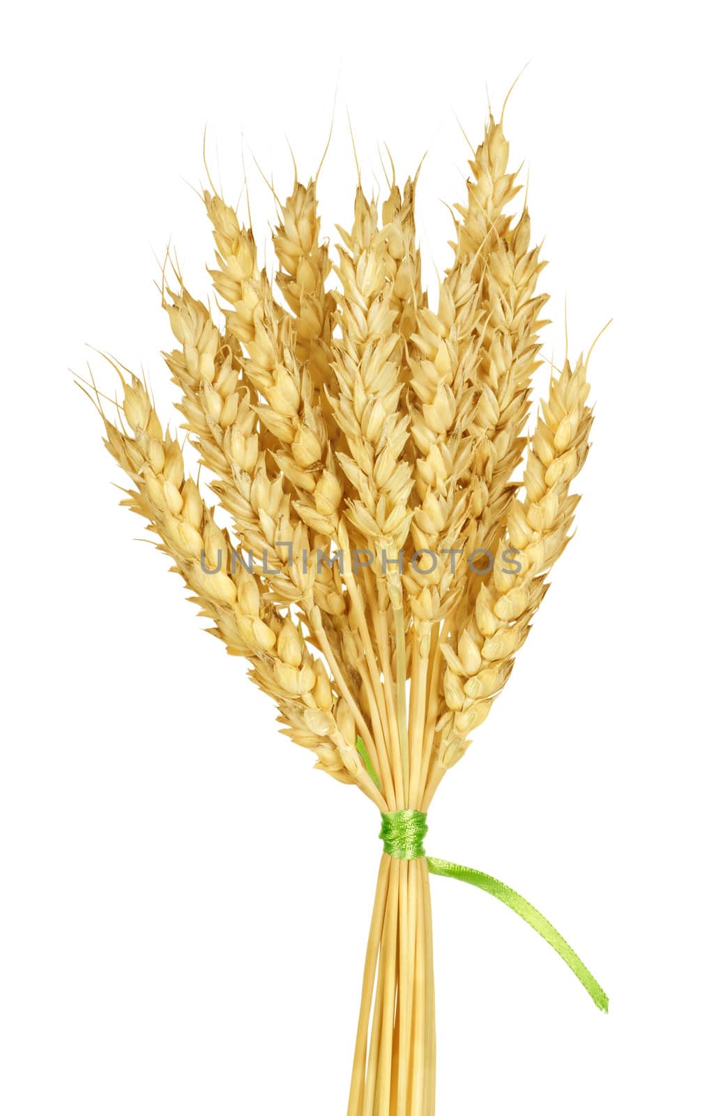 Wheat stems isolated on a white background