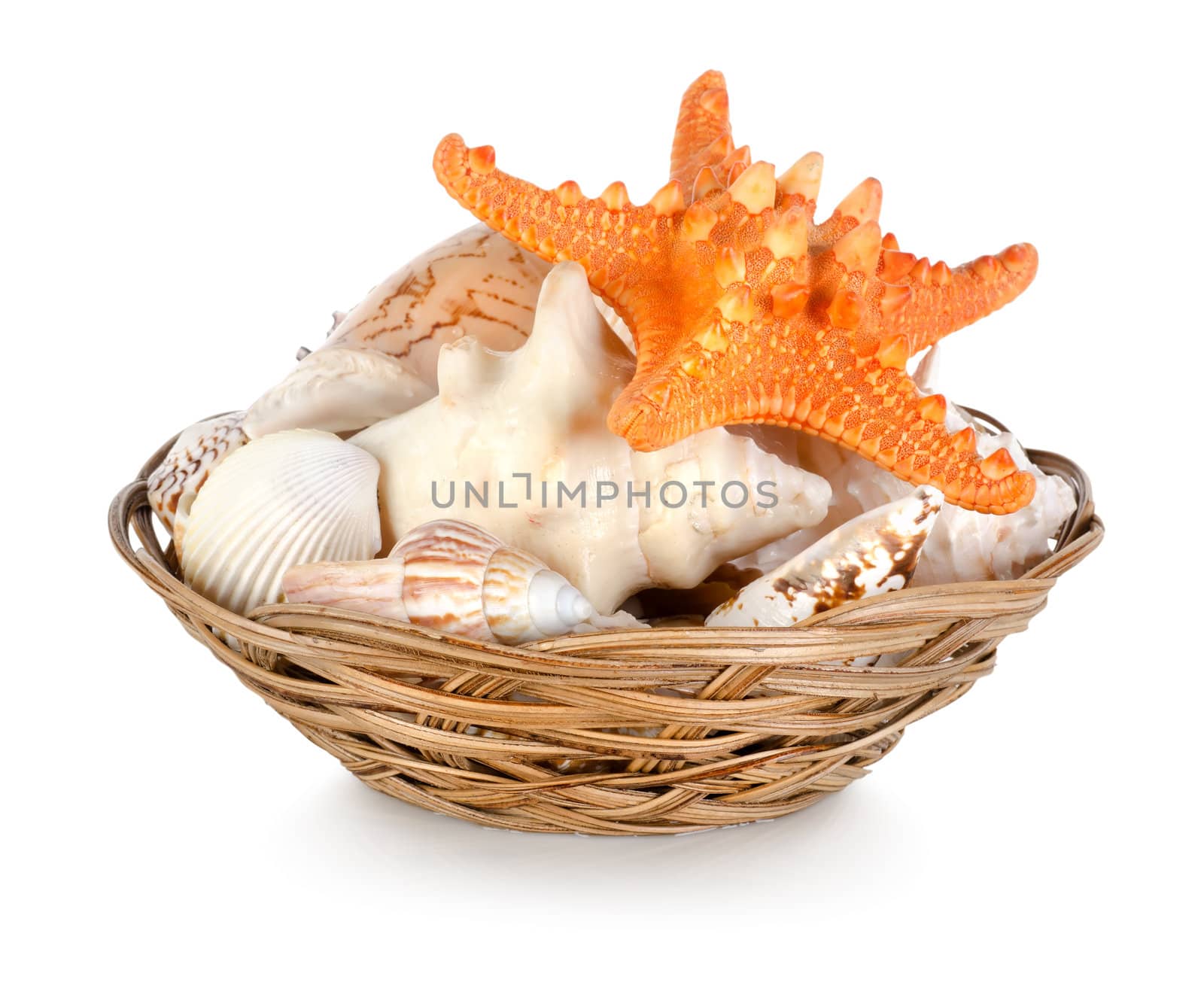 Collection of seashells isolated on white background 