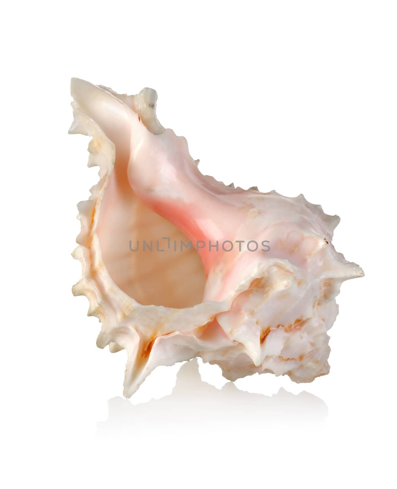 Colorful sea shell isolated by Givaga