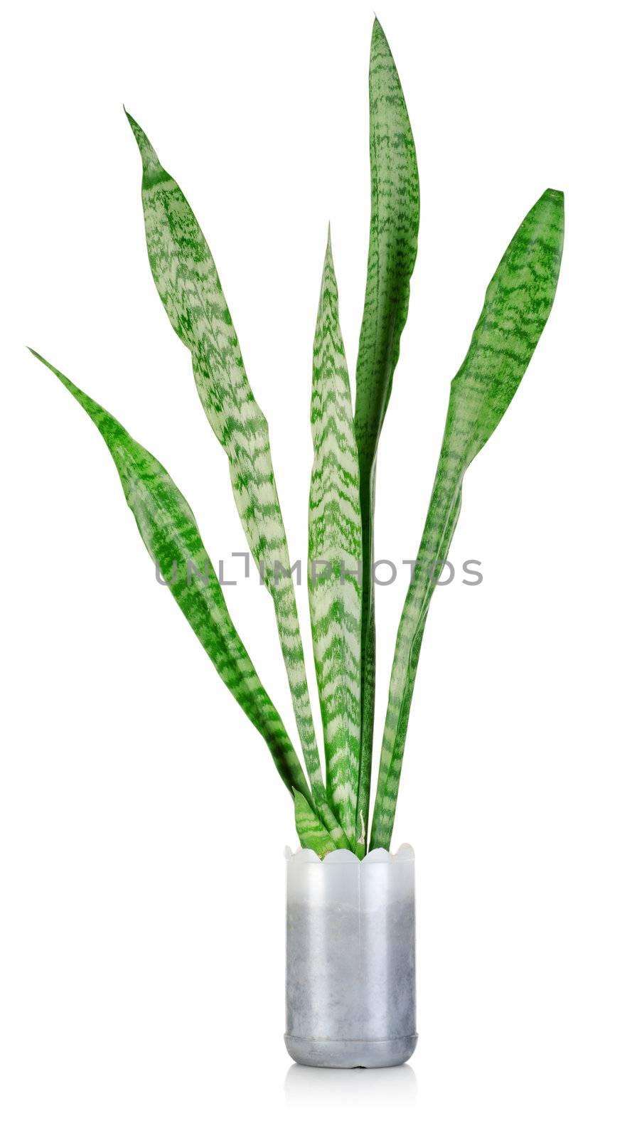 Houseplant - Sansevieria isolated on a white background