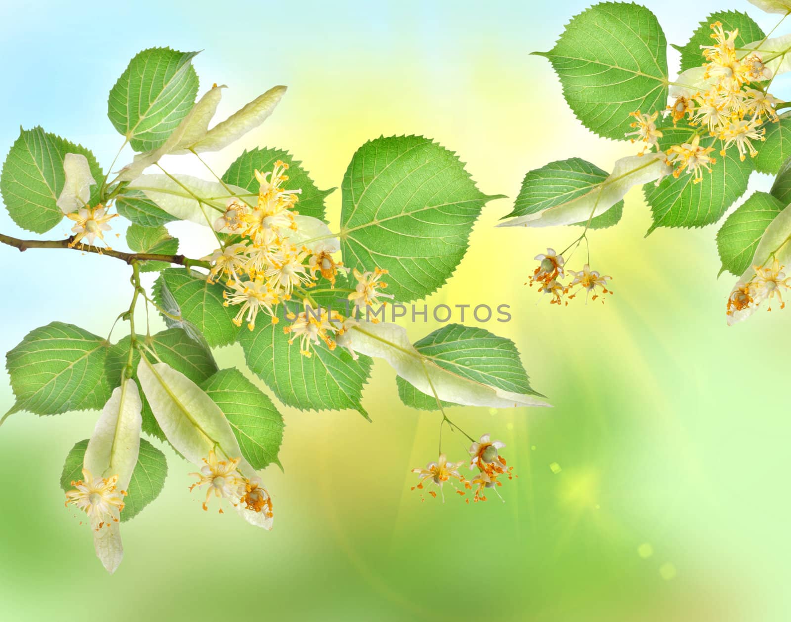 Abstract background of a linden garden with sun beams