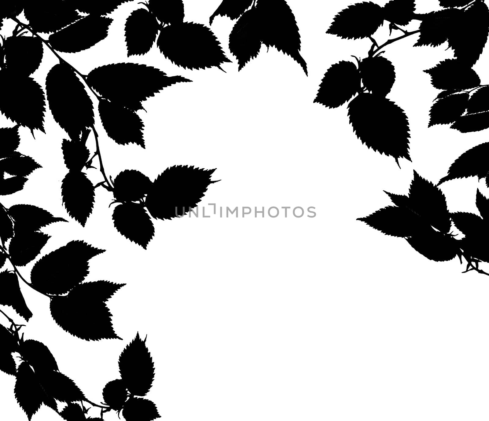 Black white leaves isolated on a white background. Silhouette