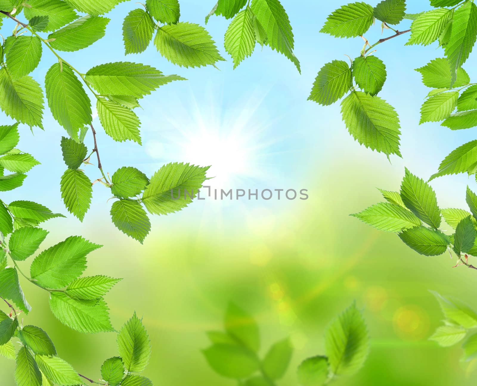 Beautiful soft green background with fresh leaves.