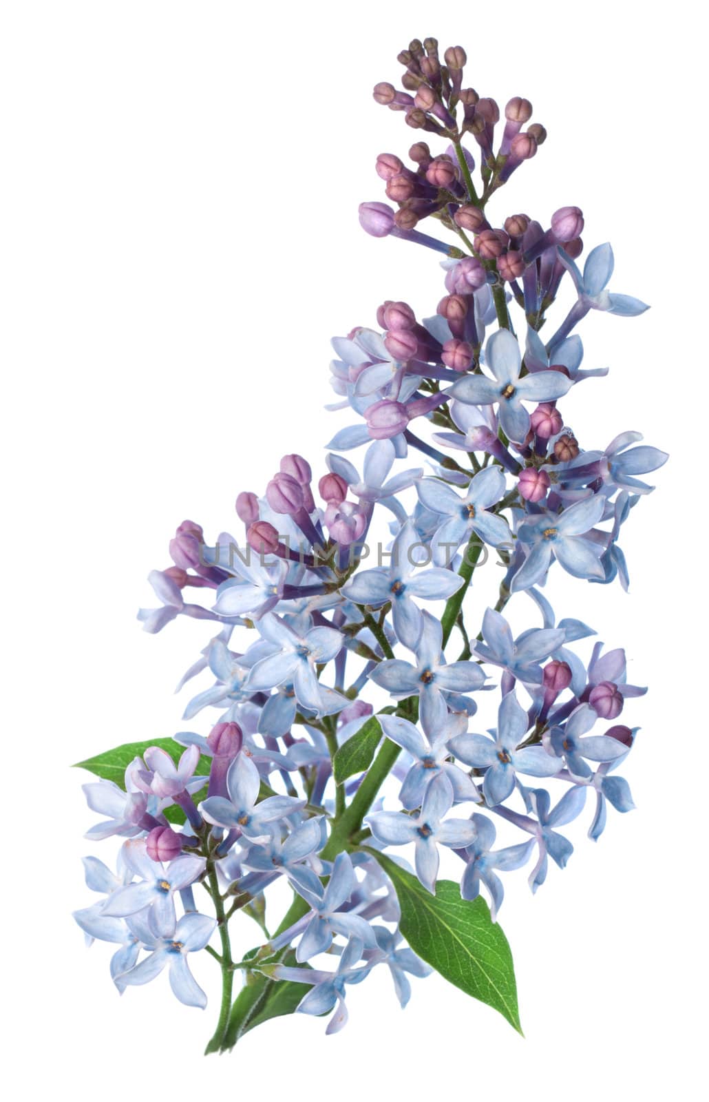 Branch Lilac by Givaga