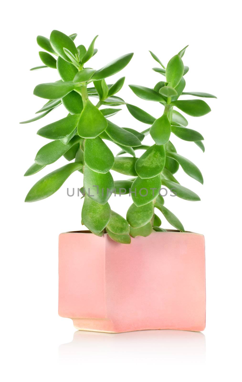 Crassula plant isolated on a white background 