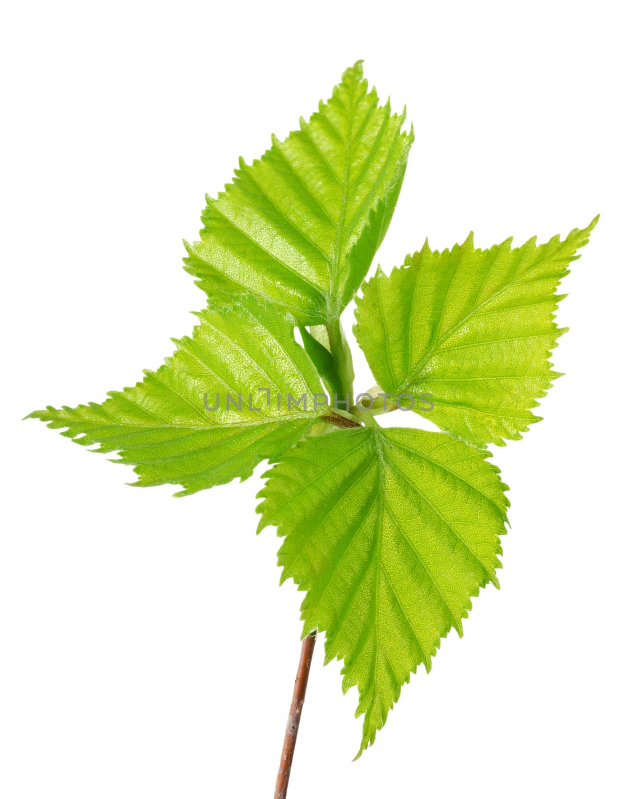 Fresh spring leaves isolated on a white background