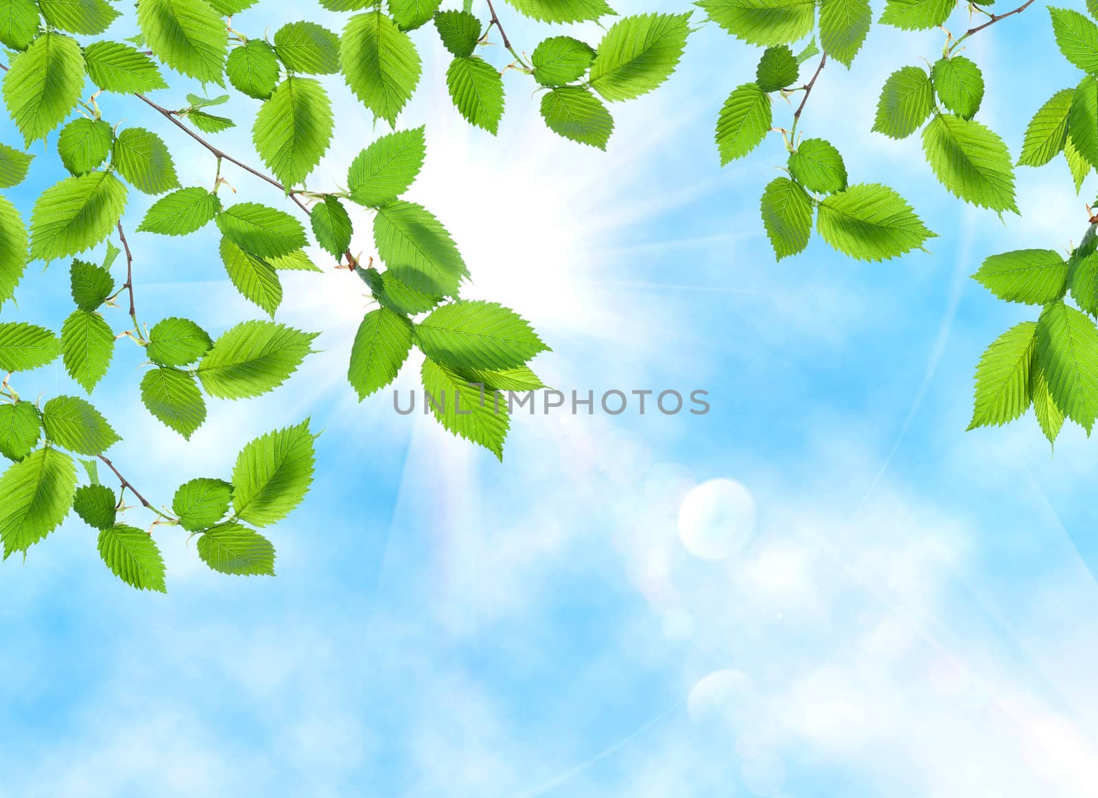 Green leaf opposite sun and sky by Givaga