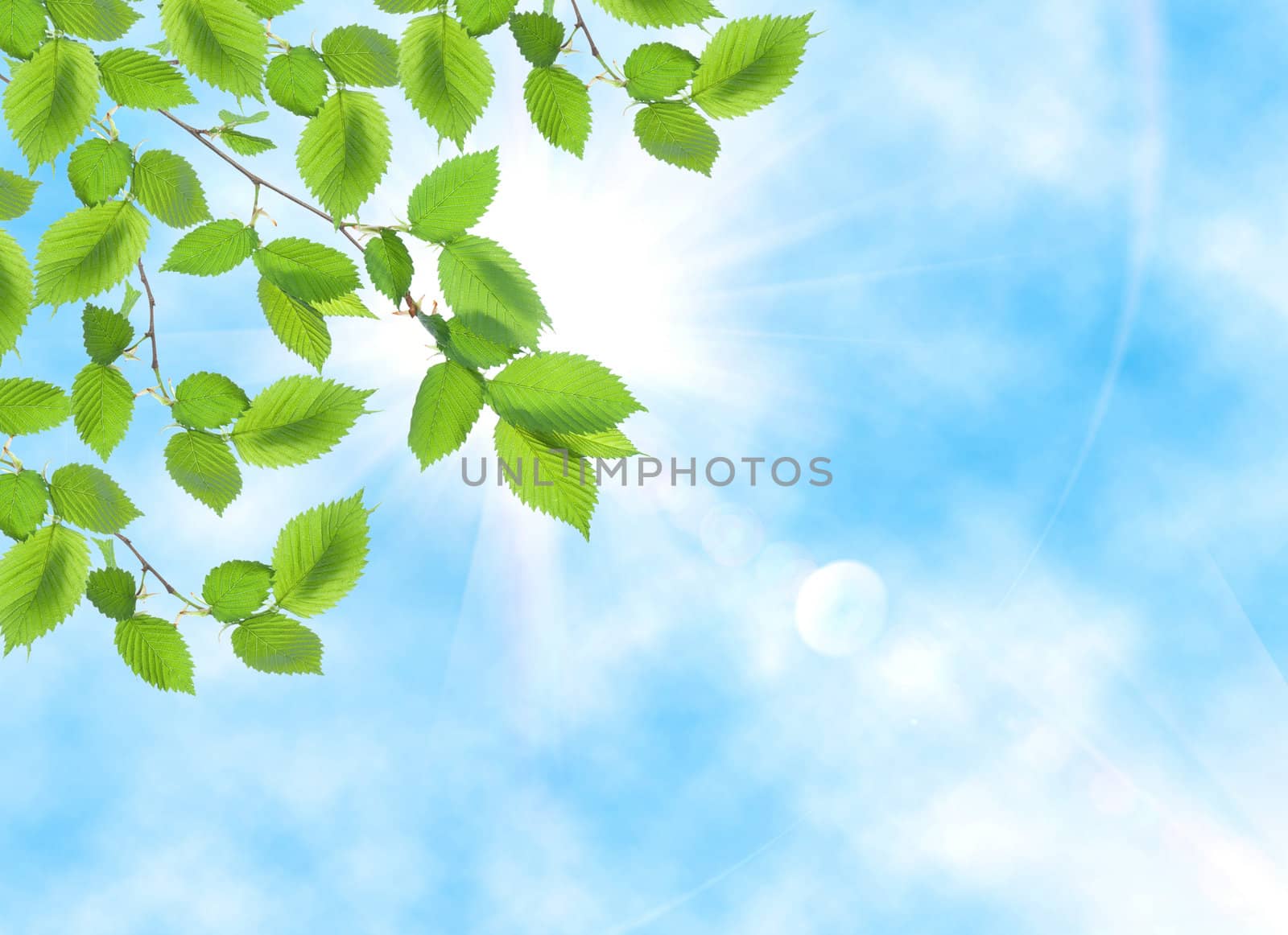 Green leaf opposite sun and sky
