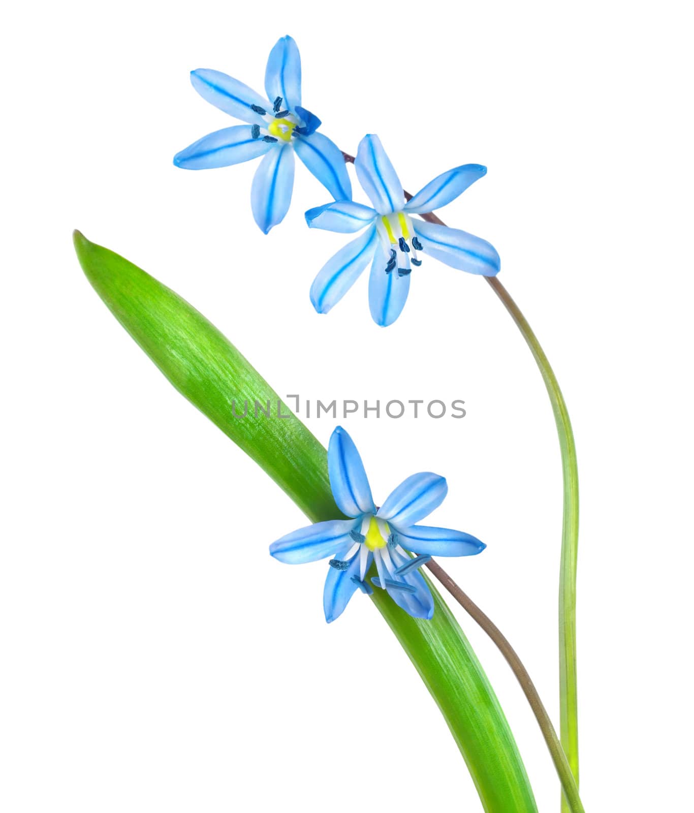 Snowdrops  blue by Givaga