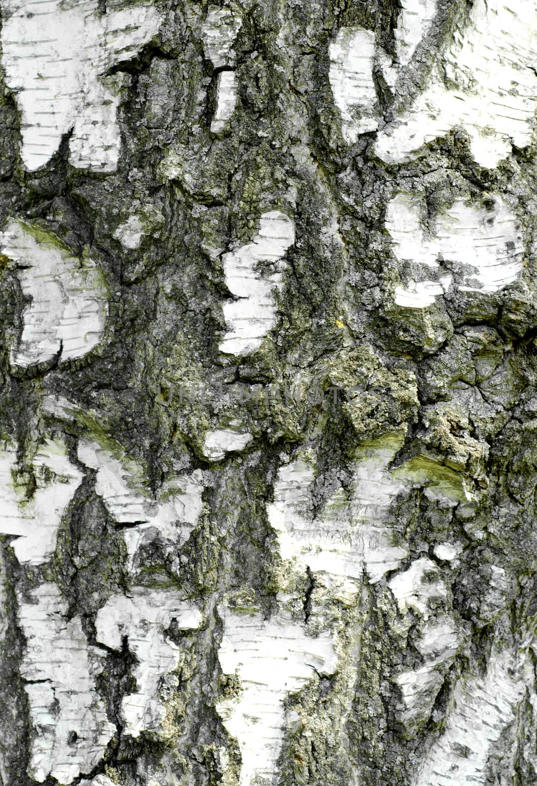 Closeup view of the bark of a white birch tree.