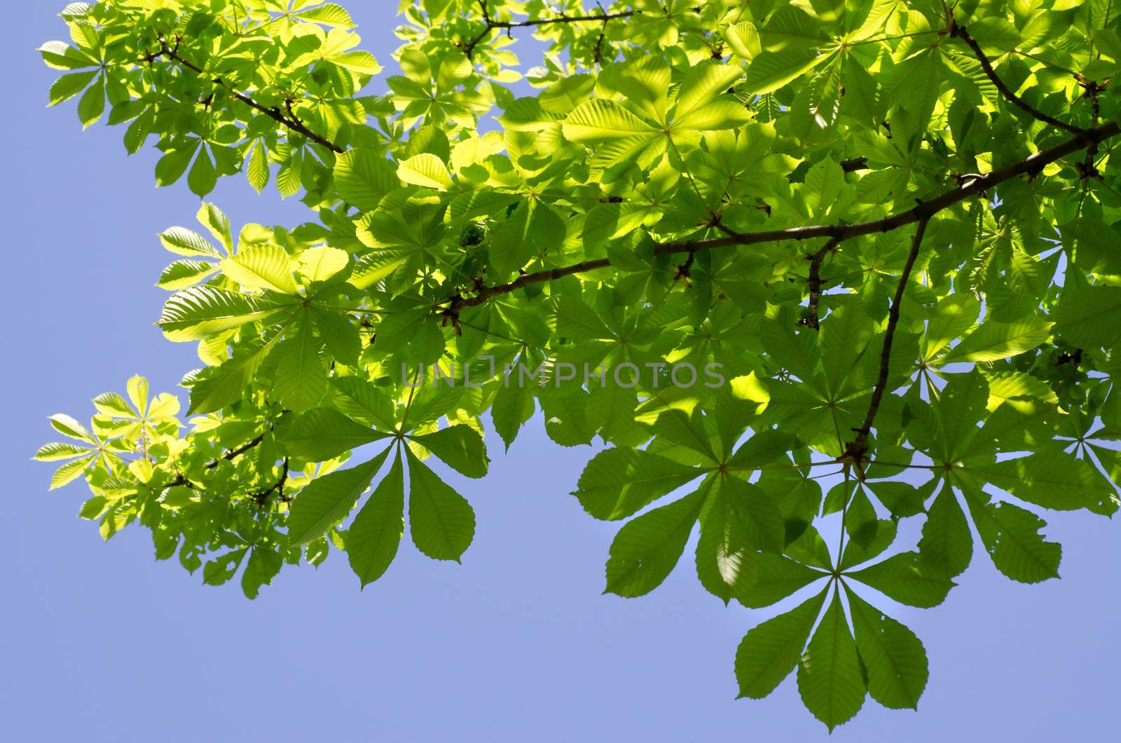 Chestnut branches against the blue sky