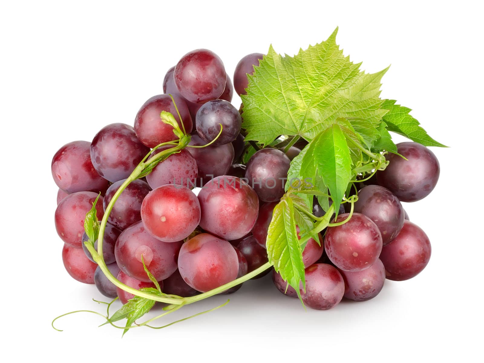 Dark blue grapes with a vine isolated on a white background