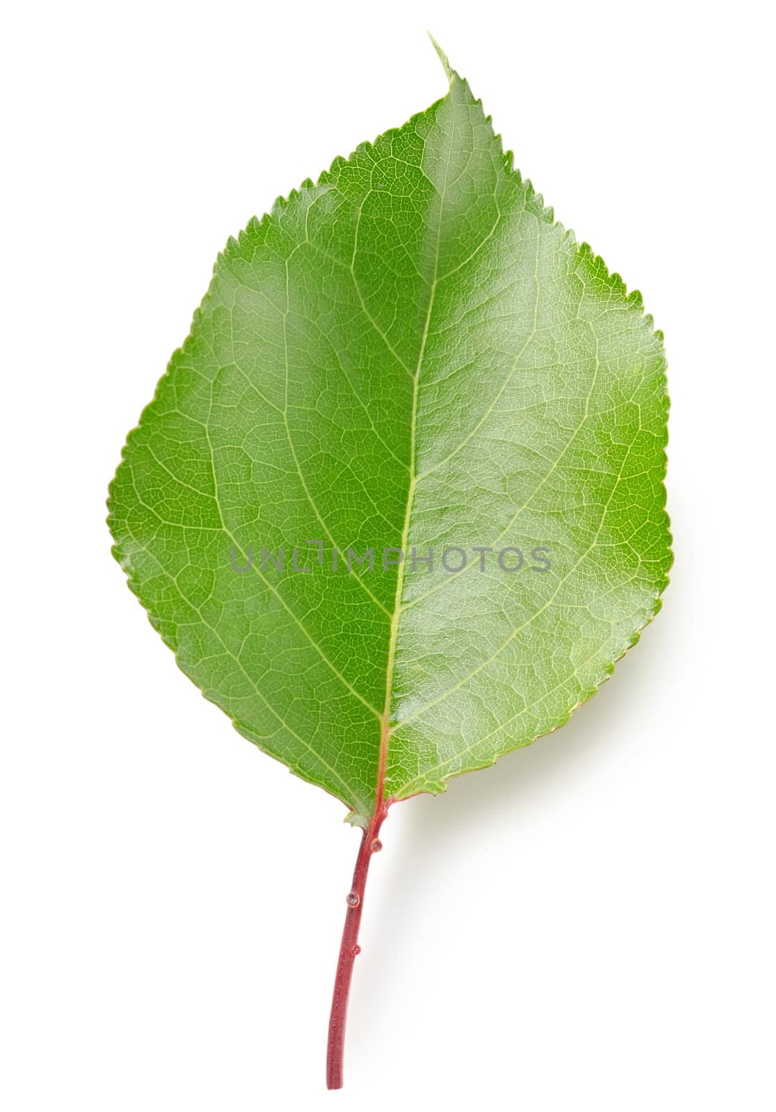 Leaf apricots isolated on a white background