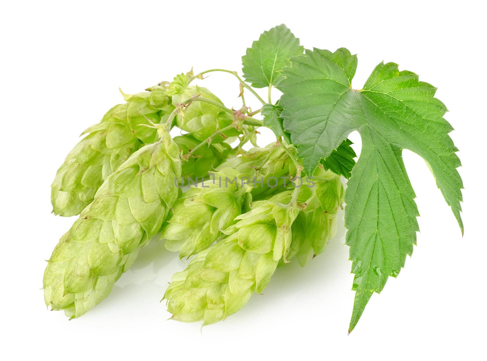 Cluster of hops by Givaga