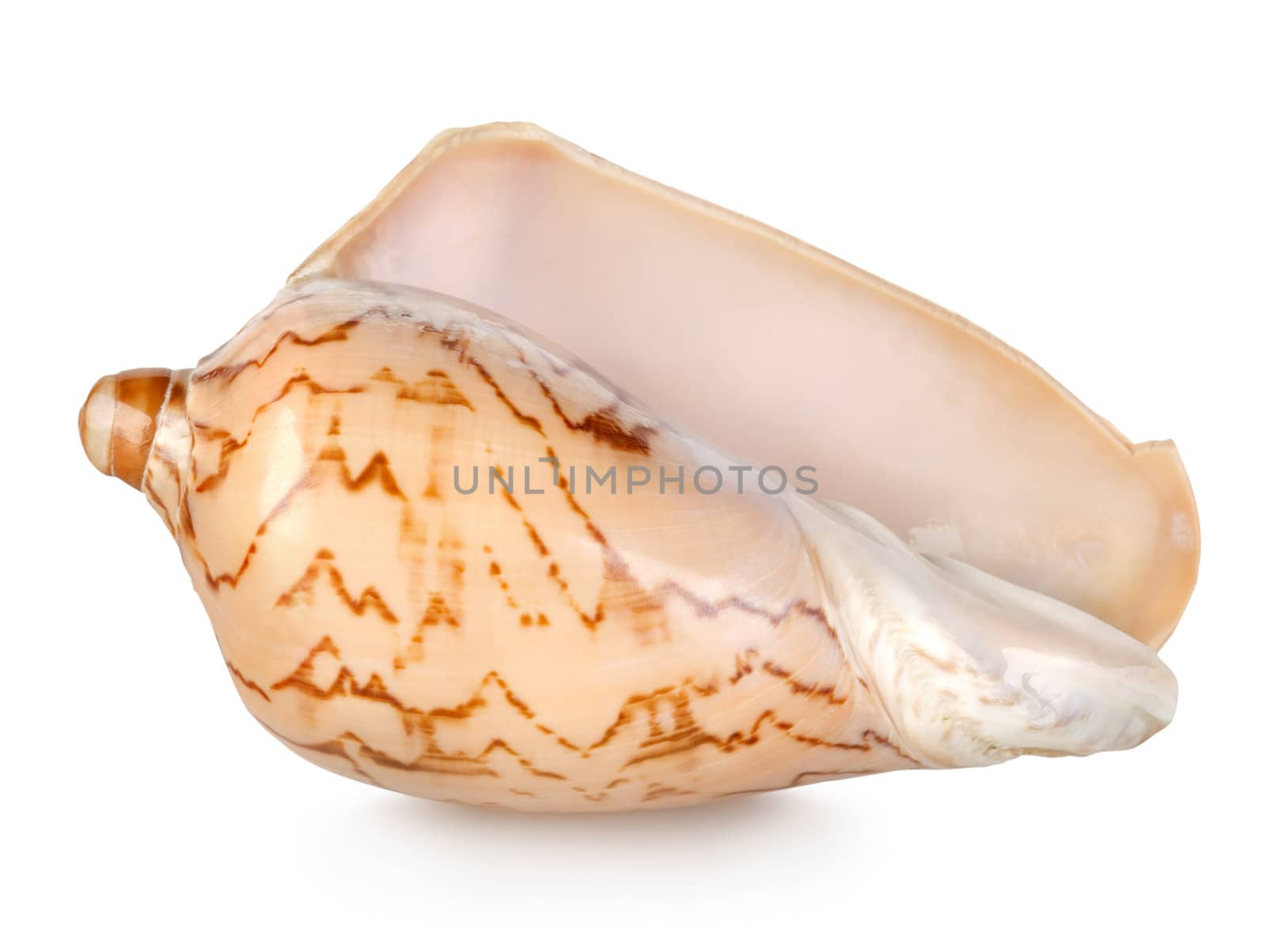 Colorful sea shell isolated on a white by Givaga