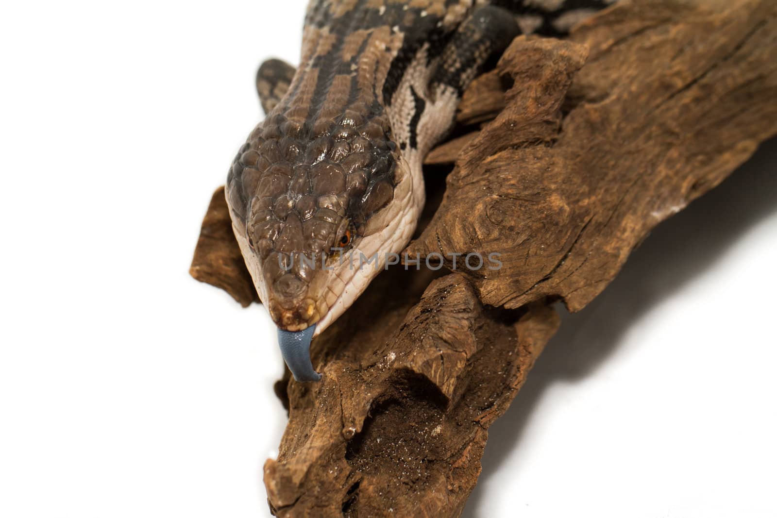 Blue tongued skink on white background (Tiliqua scincoides scincoides)