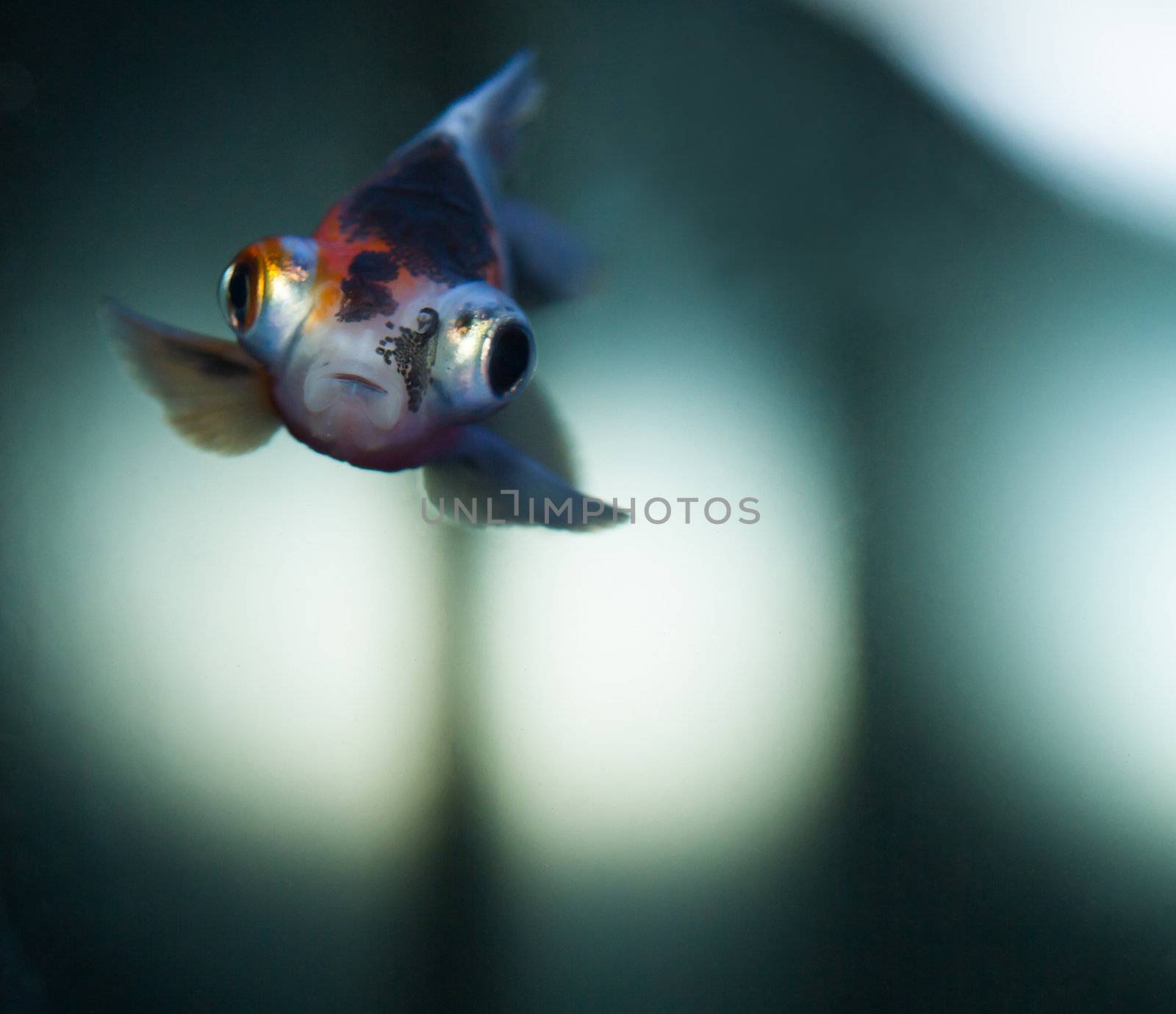 Little gold fish on clear water close-up