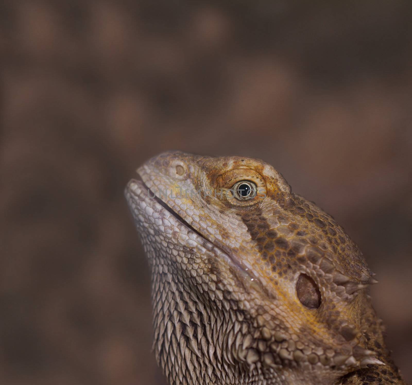 Close-up of Bearded dragons eye (Pogona vitticeps) by NagyDodo