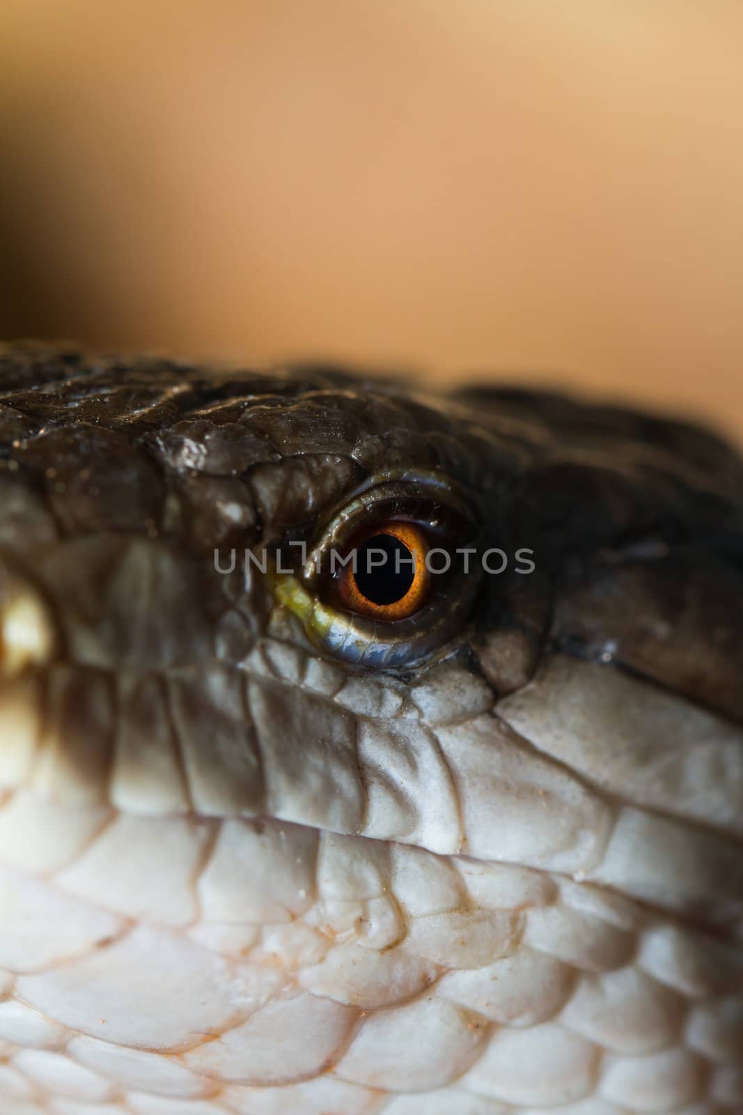 Macro of blue tongued skinks eye