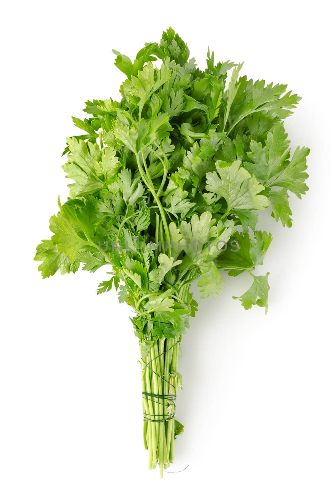 Fresh parsley Isolated on a white background
