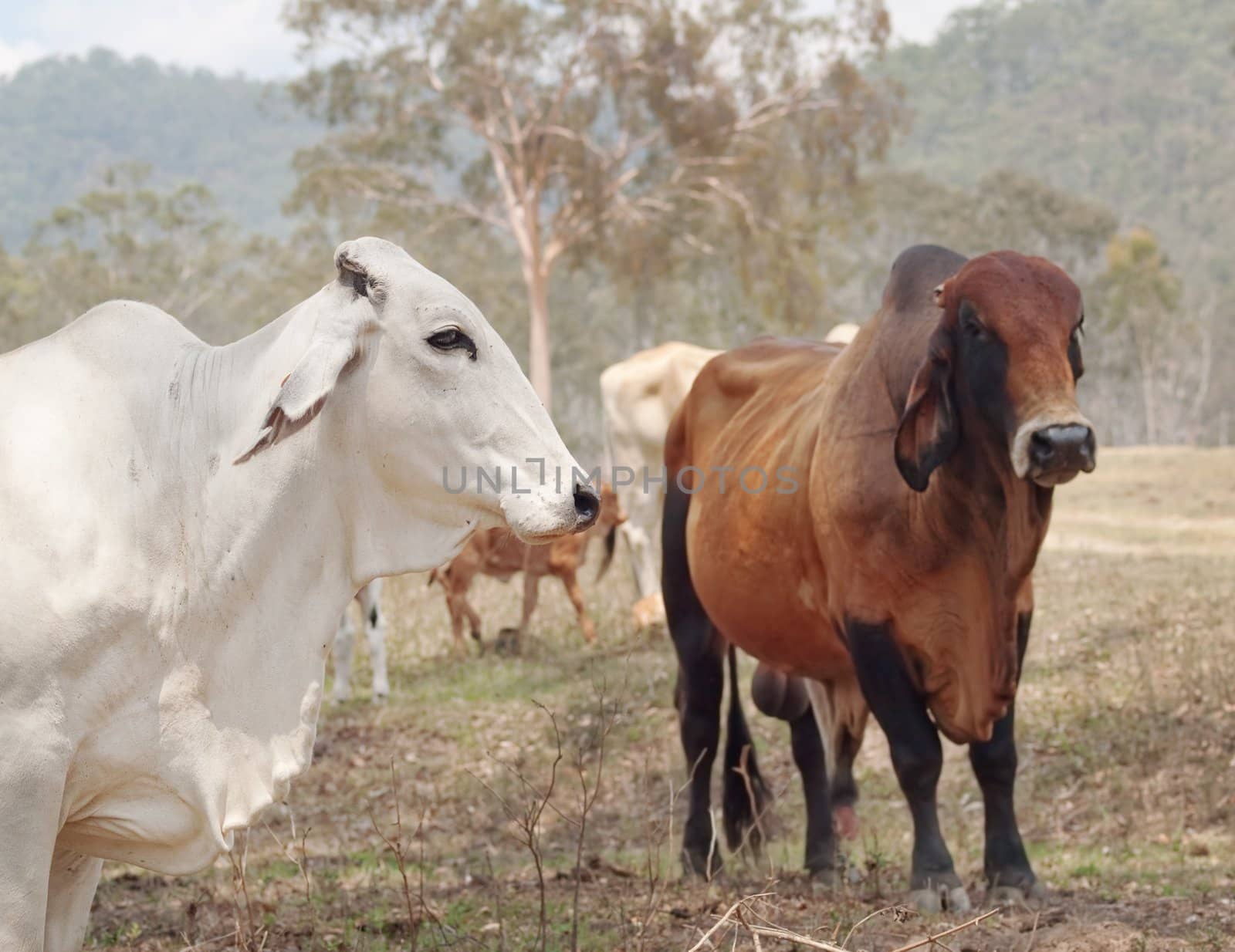 Grey white brahman cow with red brown zebu brahma bull with australian landscape background