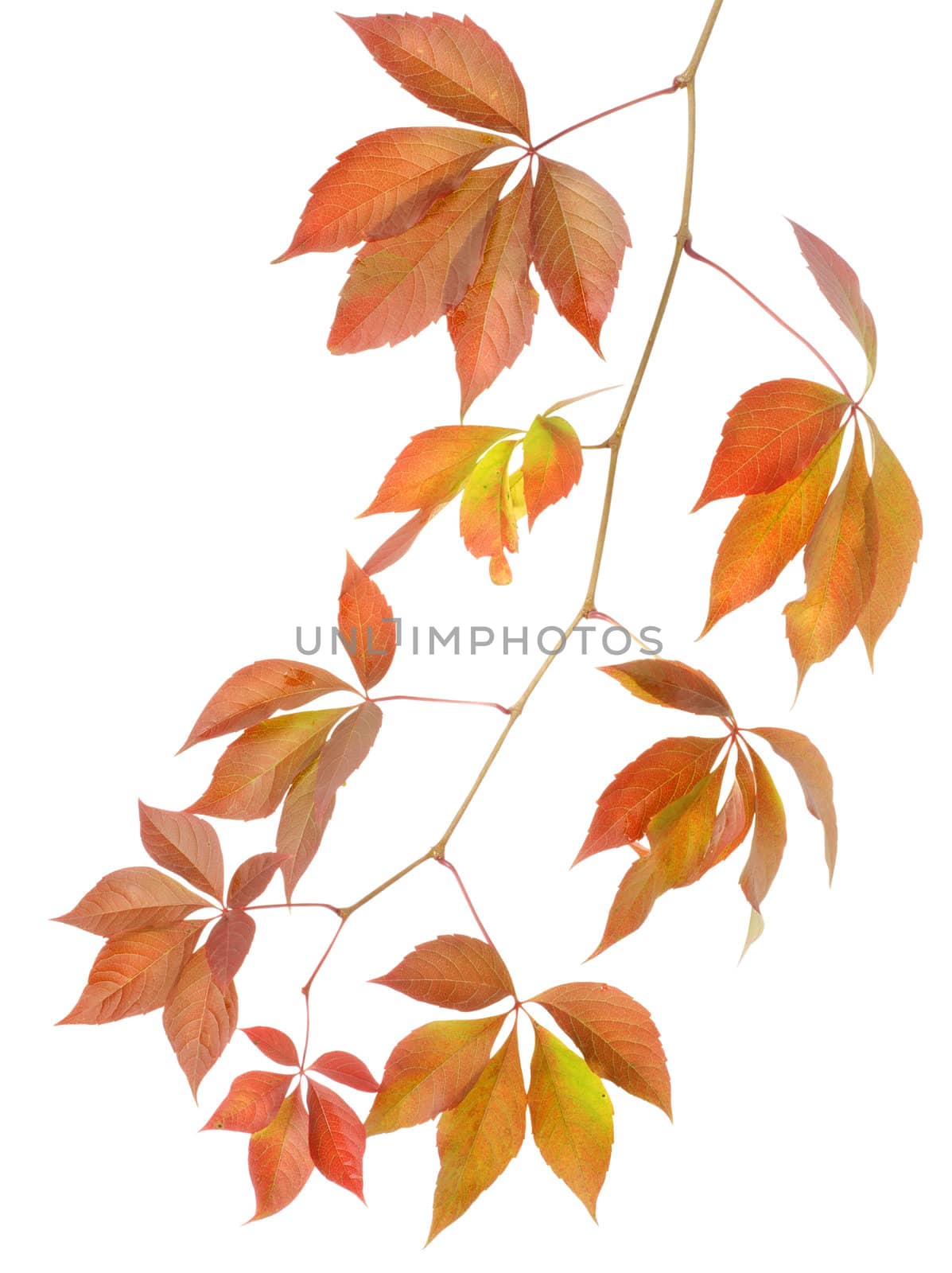 Autumn branch of wild grapes by Givaga