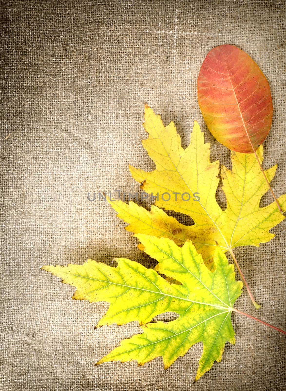 Autumn decoration with leaves on a brown canvas