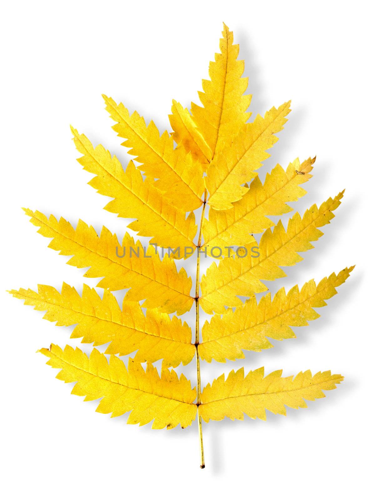 Autumn leaf of a mountain ash isolated on a white background