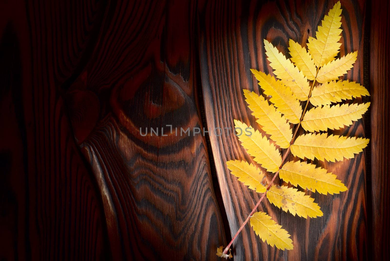 Autumn decoration on an old wooden surface