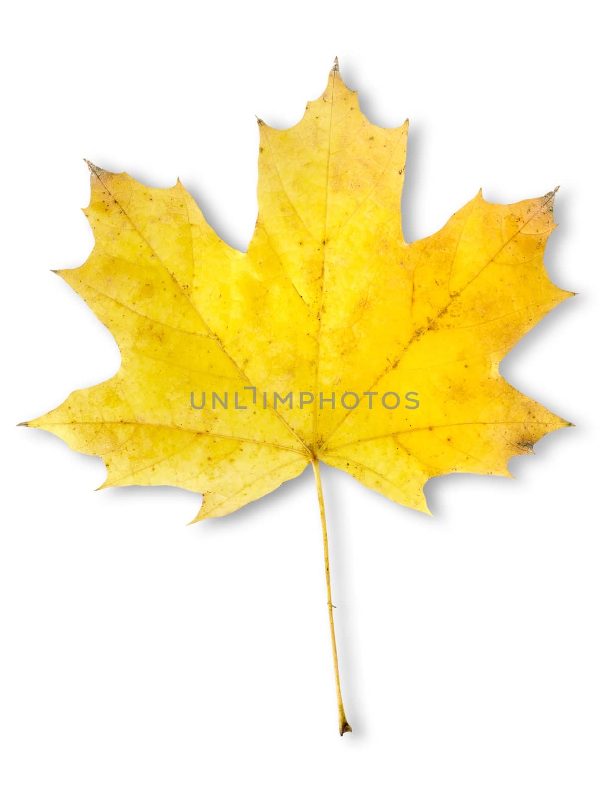 Autumn maple leaf isolated by Givaga