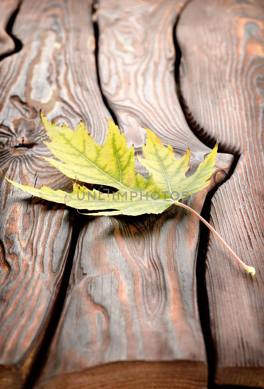 Autumn leaf on a wooden table by Givaga
