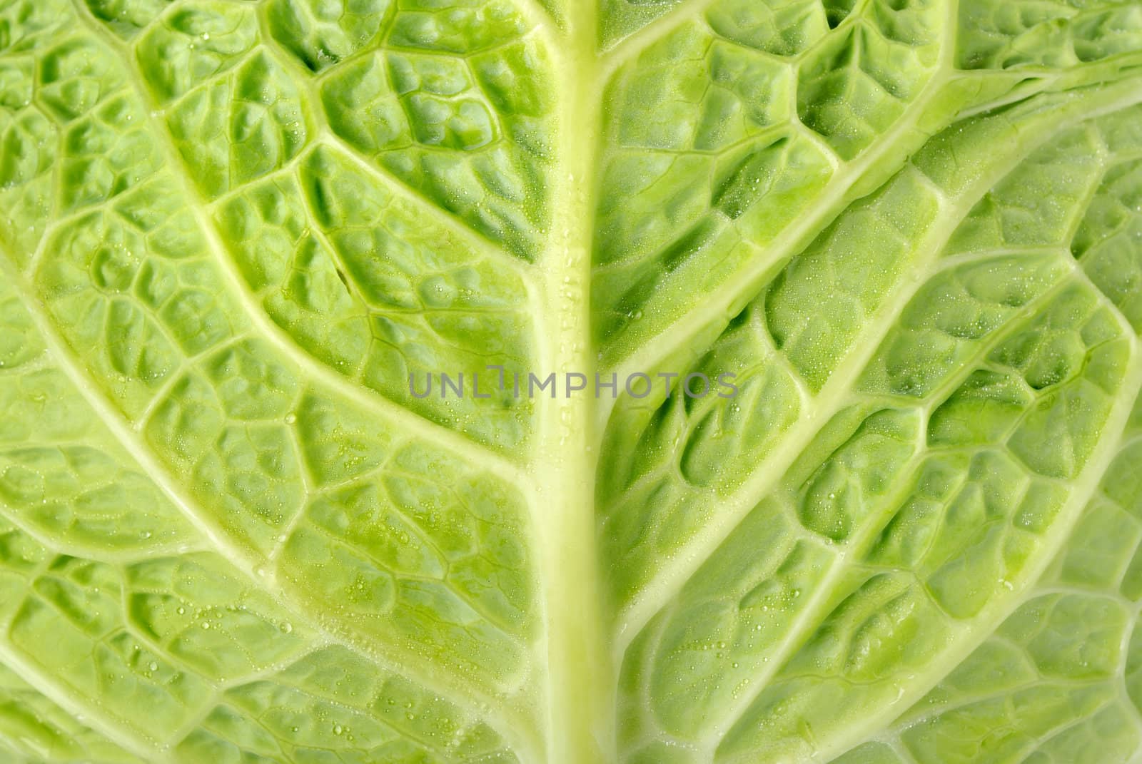 Full frame cabbage leaf with water droplets