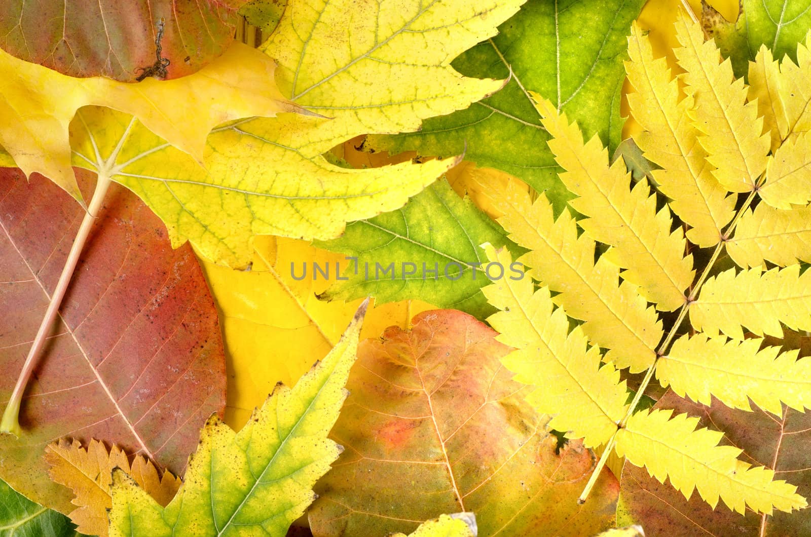 Autumn background from leaves of different colors