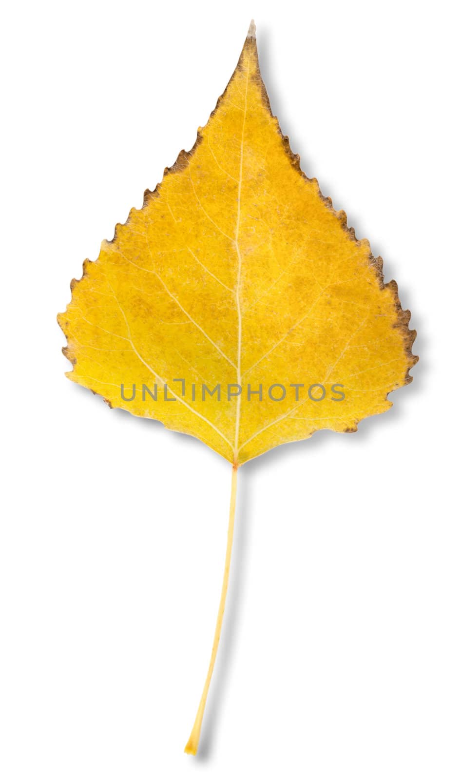 Birch leaf isolated on a white background. Clipping Path