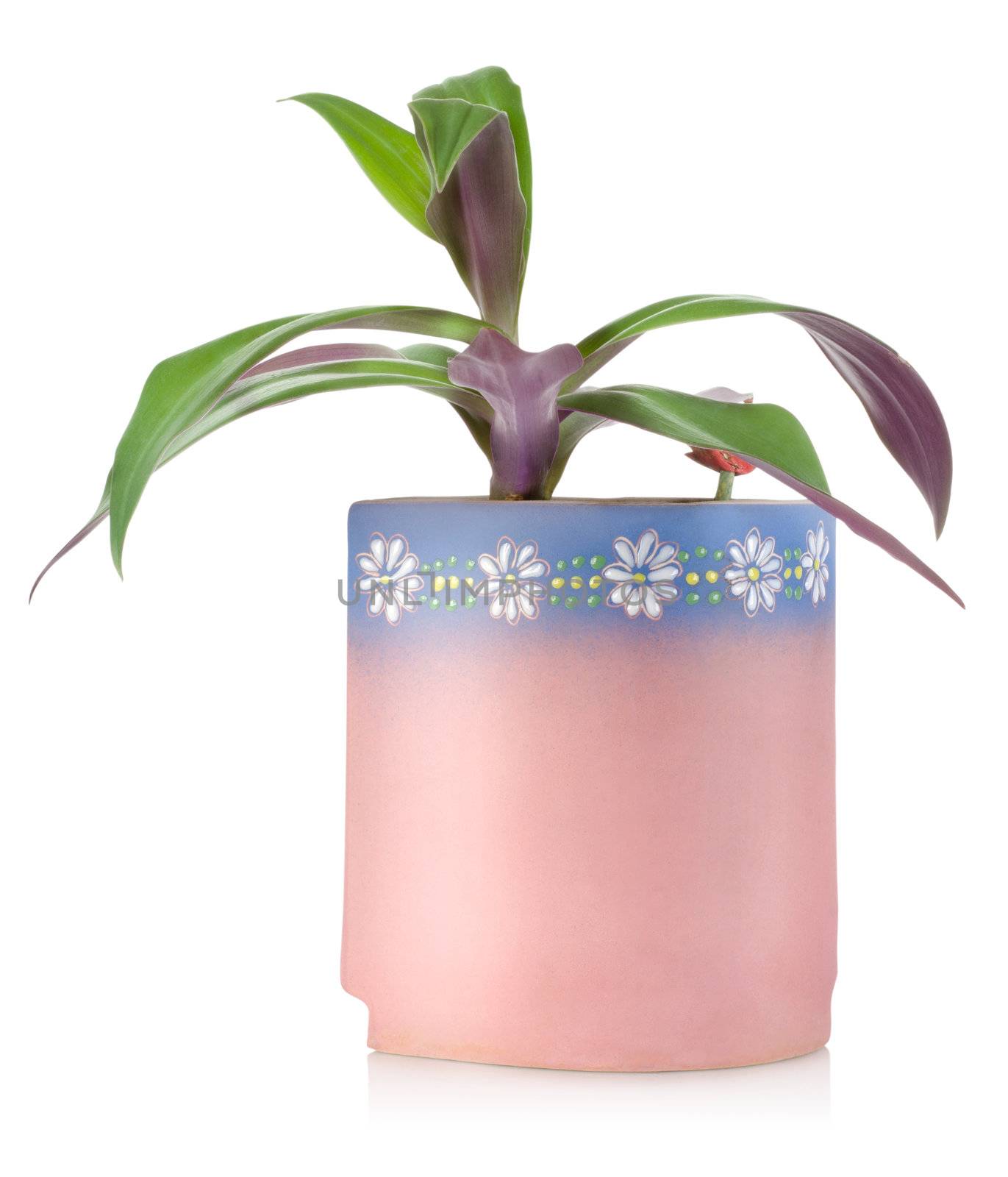 Potted plant isolated on a white background