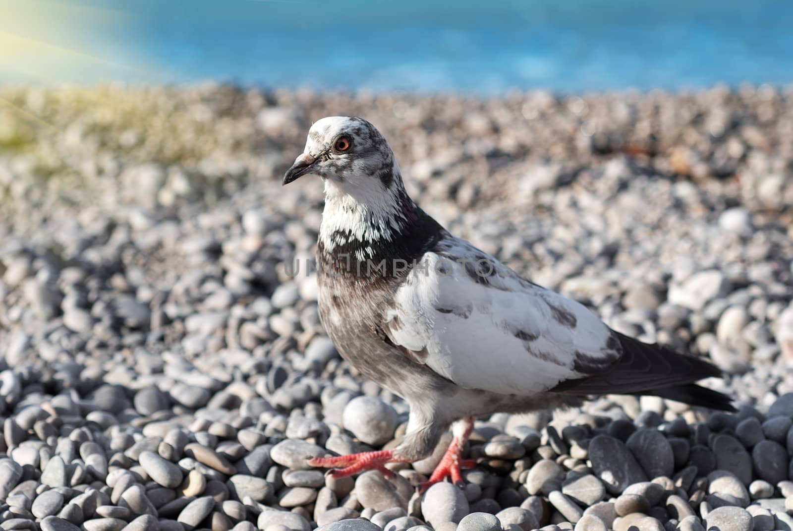 Gray pigeon on a background of gravel and sea