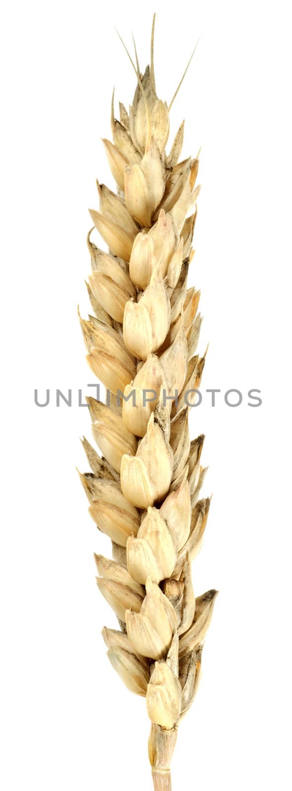 Isolated of wheat by Givaga