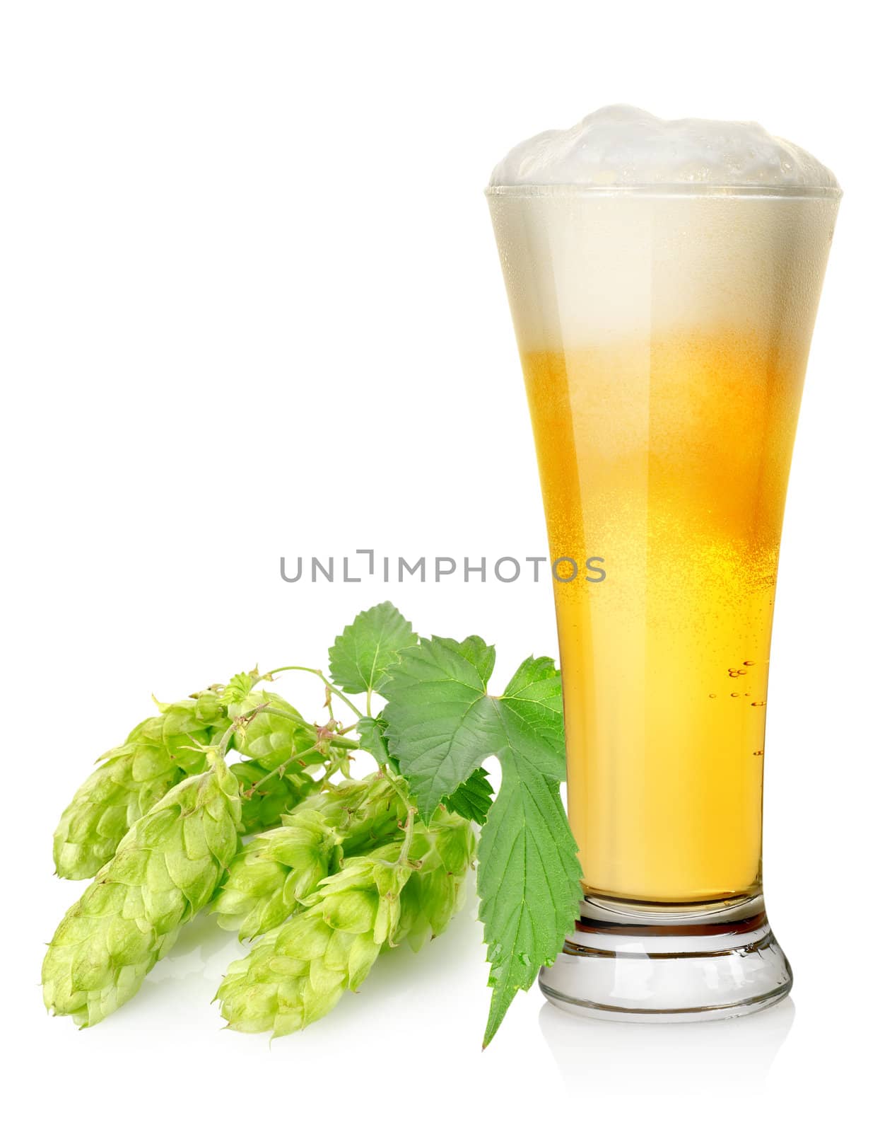 Light beer and hop by Givaga