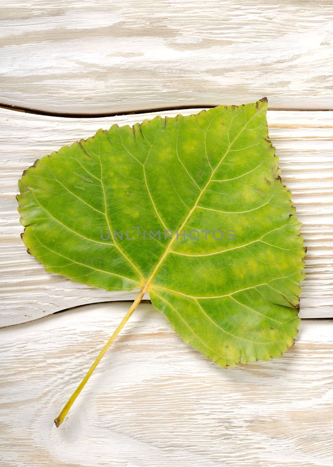 Poplar leaf on a white wooden background