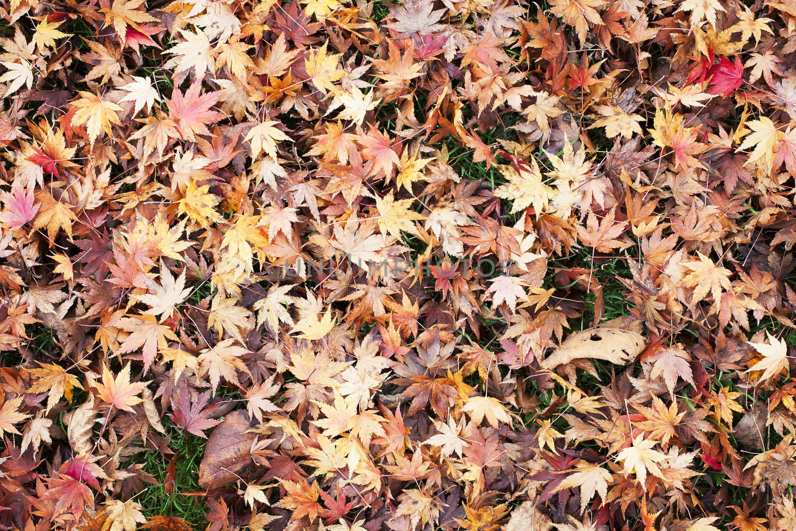 Lawn covered with Japanese maple leaves creating a leaves background