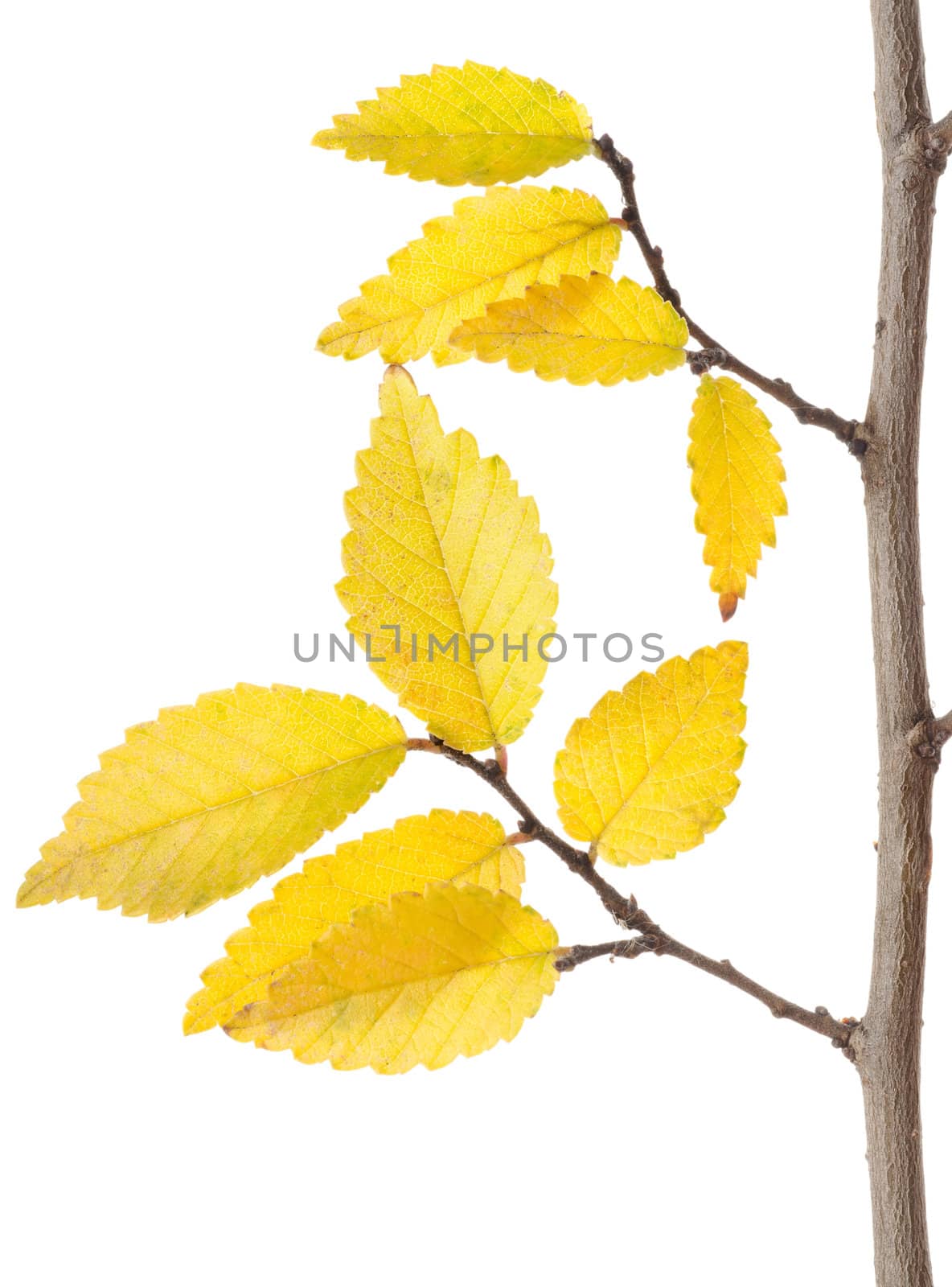Yellow Autumn Branch by Givaga