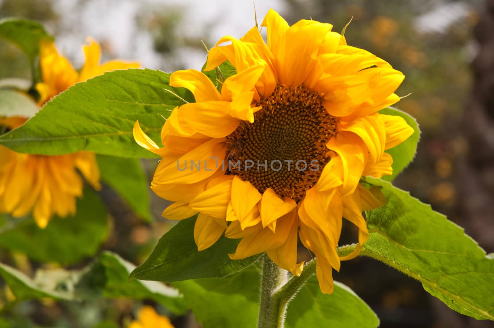 Beautiful sunflower with green leaves .