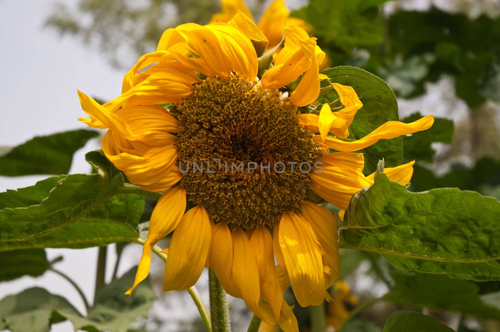 Beautiful sunflower with green leaves .